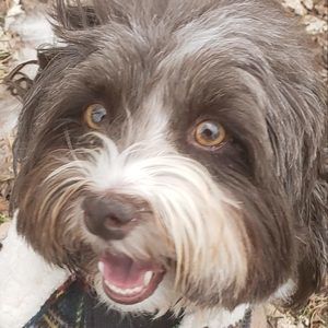 Meet your Posher, Tanis